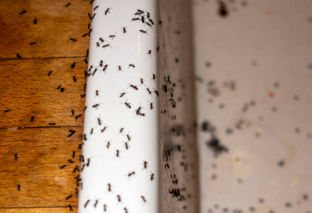 Trusted Carney, MD Pest Control Experts